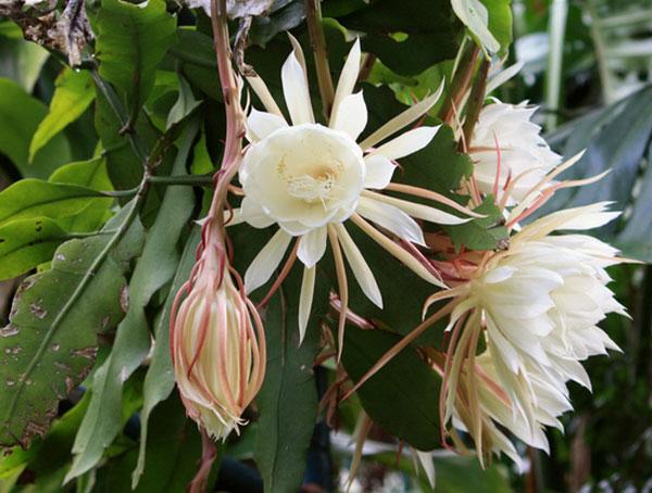 Cây hoa quỳnh đẹp – Cách trồng và chăm sóc hoa quỳnh